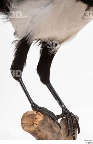 Leg Bird Animal photo references