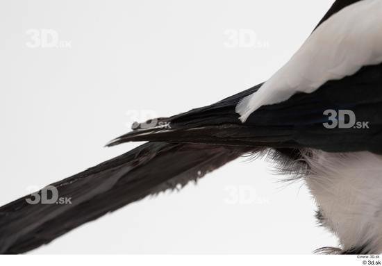 Tail Bird Animal photo references