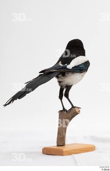 Whole Body Bird Animal photo references