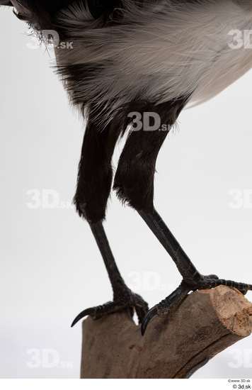 Leg Bird Animal photo references