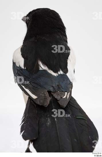 Back Bird Animal photo references