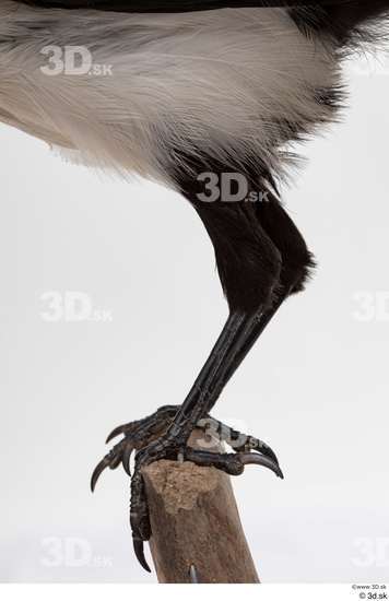 Leg Bird Animal photo references