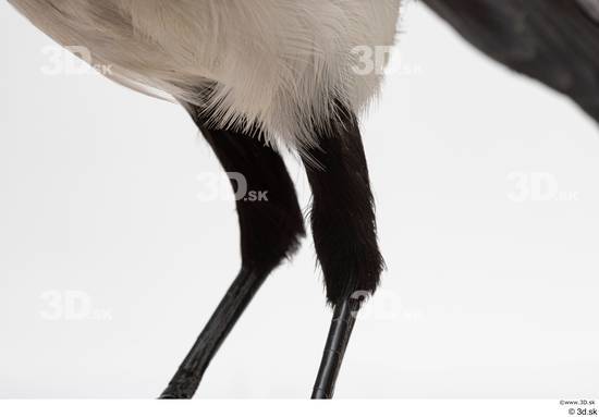 Leg Bird Animal photo references