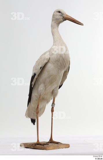 Whole Body Bird Animal photo references