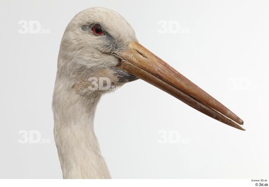 Head Bird Animal photo references