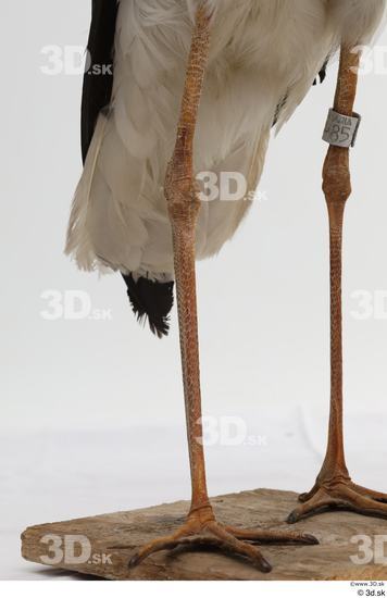 Leg Bird Animal photo references