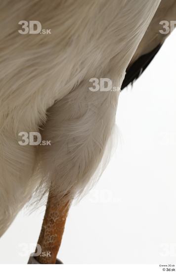 Leg Bird Animal photo references