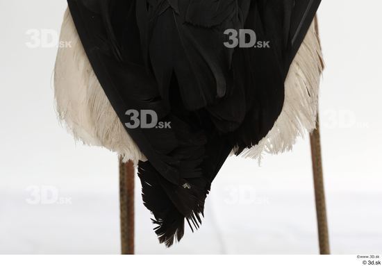 Leg Tail Bird Animal photo references