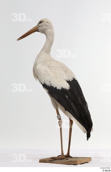 Whole Body Bird Animal photo references