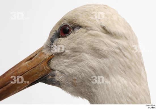 Head Bird Animal photo references