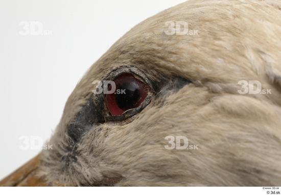 Eye Bird Animal photo references