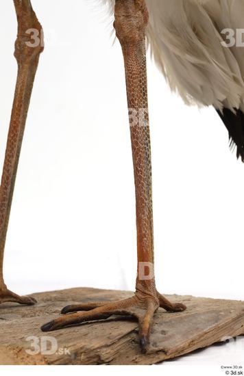 Leg Bird Animal photo references