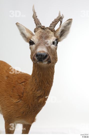 Neck Head Deer Animal photo references