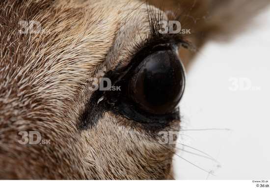 Eye Deer Animal photo references