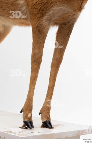 Leg Deer Animal photo references