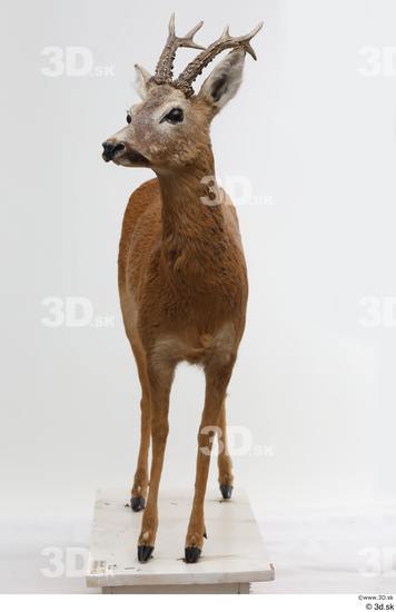 Whole Body Deer Animal photo references