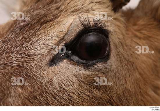 Eye Deer Animal photo references