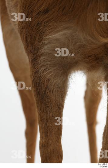 Leg Deer Animal photo references