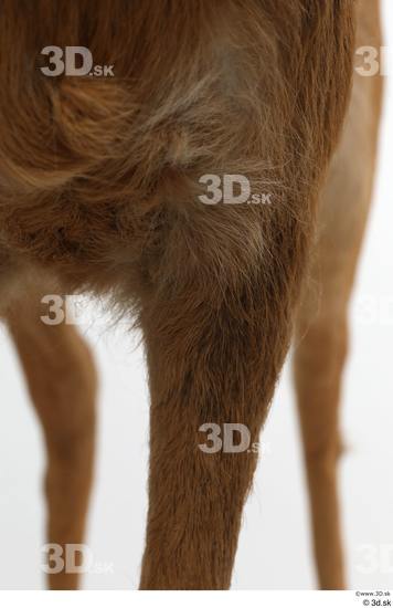 Leg Deer Animal photo references