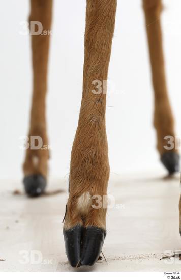 Leg Deer Animal photo references