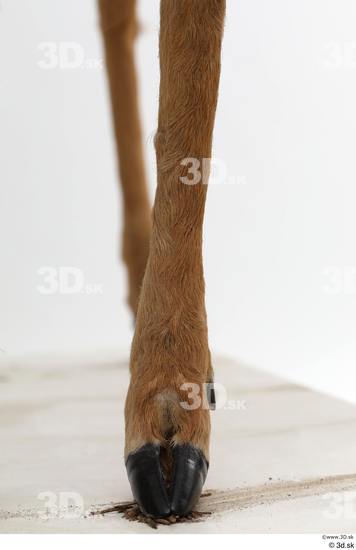 Leg Deer Animal photo references