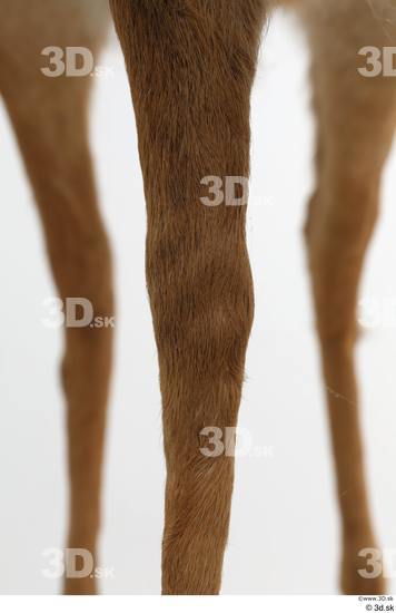 Leg Deer Animal photo references