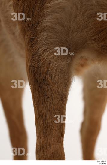 Leg Deer Animal photo references