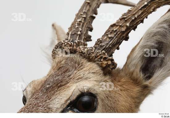 Head Deer Animal photo references