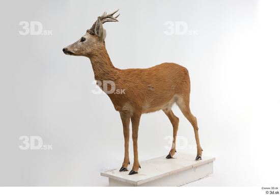 Whole Body Deer Animal photo references