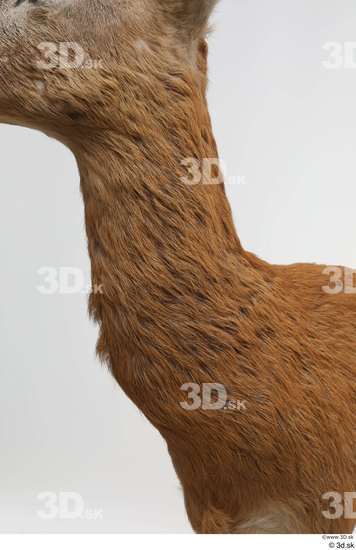 Neck Deer Animal photo references