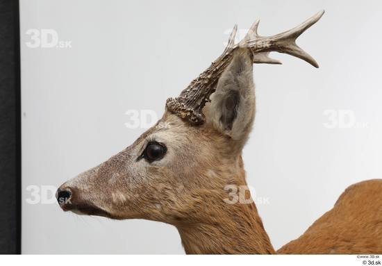 Head Deer Animal photo references