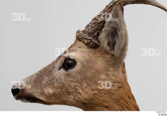 Head Deer Animal photo references