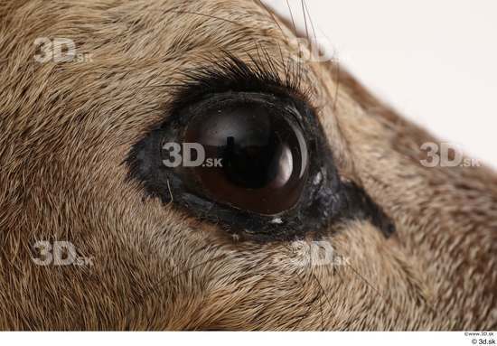 Eye Deer Animal photo references