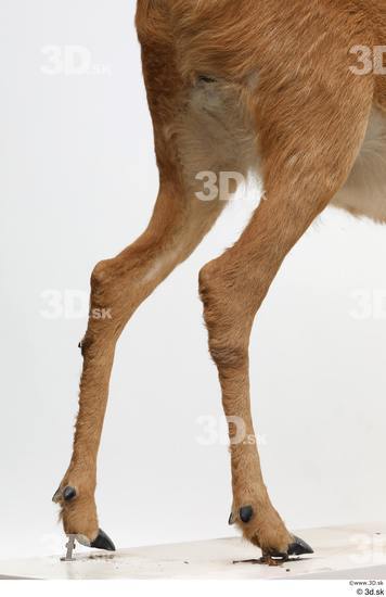 Leg Deer Animal photo references