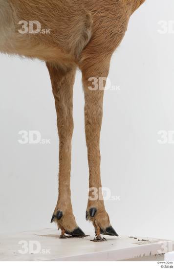 Leg Deer Animal photo references