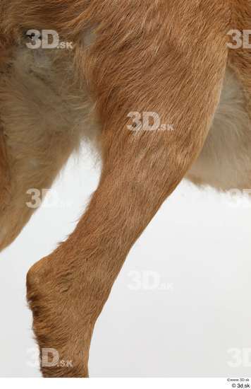 Leg Deer Animal photo references