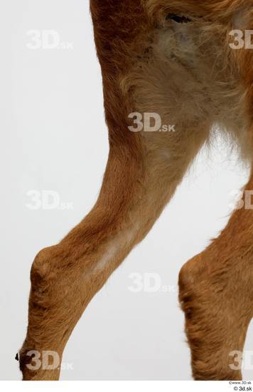 Leg Deer Animal photo references