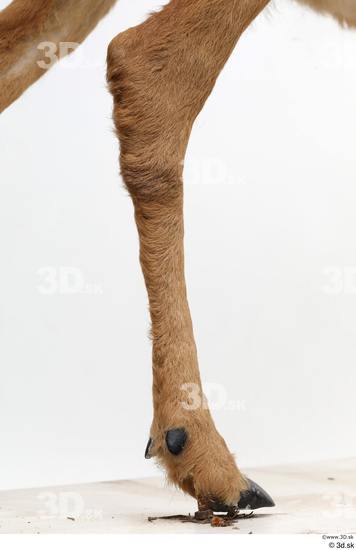 Leg Deer Animal photo references