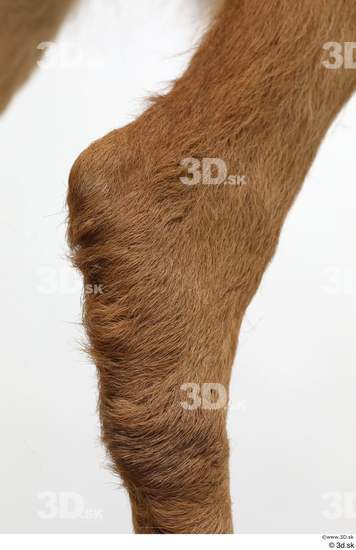 Leg Deer Animal photo references