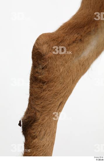 Leg Deer Animal photo references