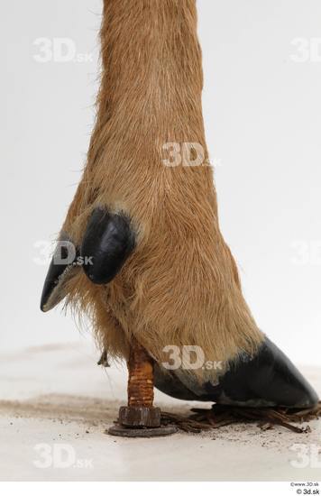 Foot Deer Animal photo references