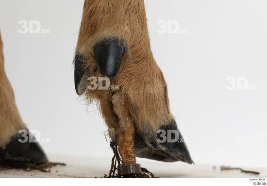 Foot Deer Animal photo references