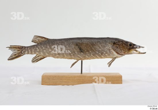 Whole Body Fish Animal photo references