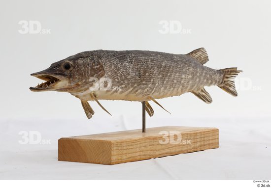 Whole Body Fish Animal photo references