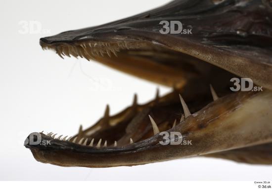 Mouth Teeth Fish Animal photo references