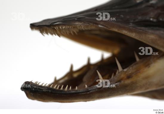 Mouth Teeth Fish Animal photo references