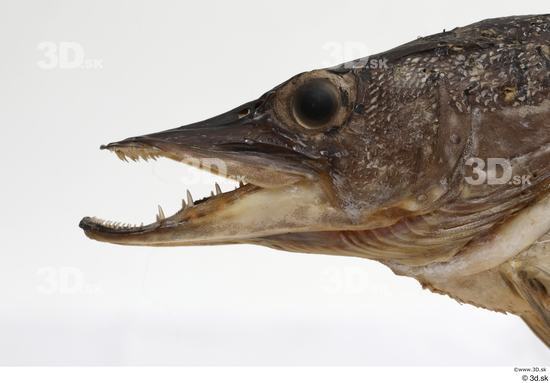 Mouth Head Fish Animal photo references