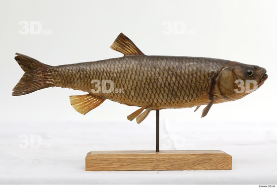 Whole Body Fish Animal photo references