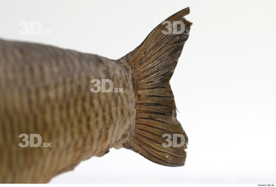 Tail Fish Animal photo references