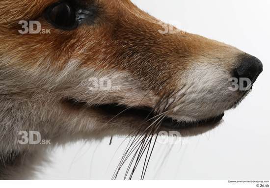 Mouth Nose Fox Animal photo references